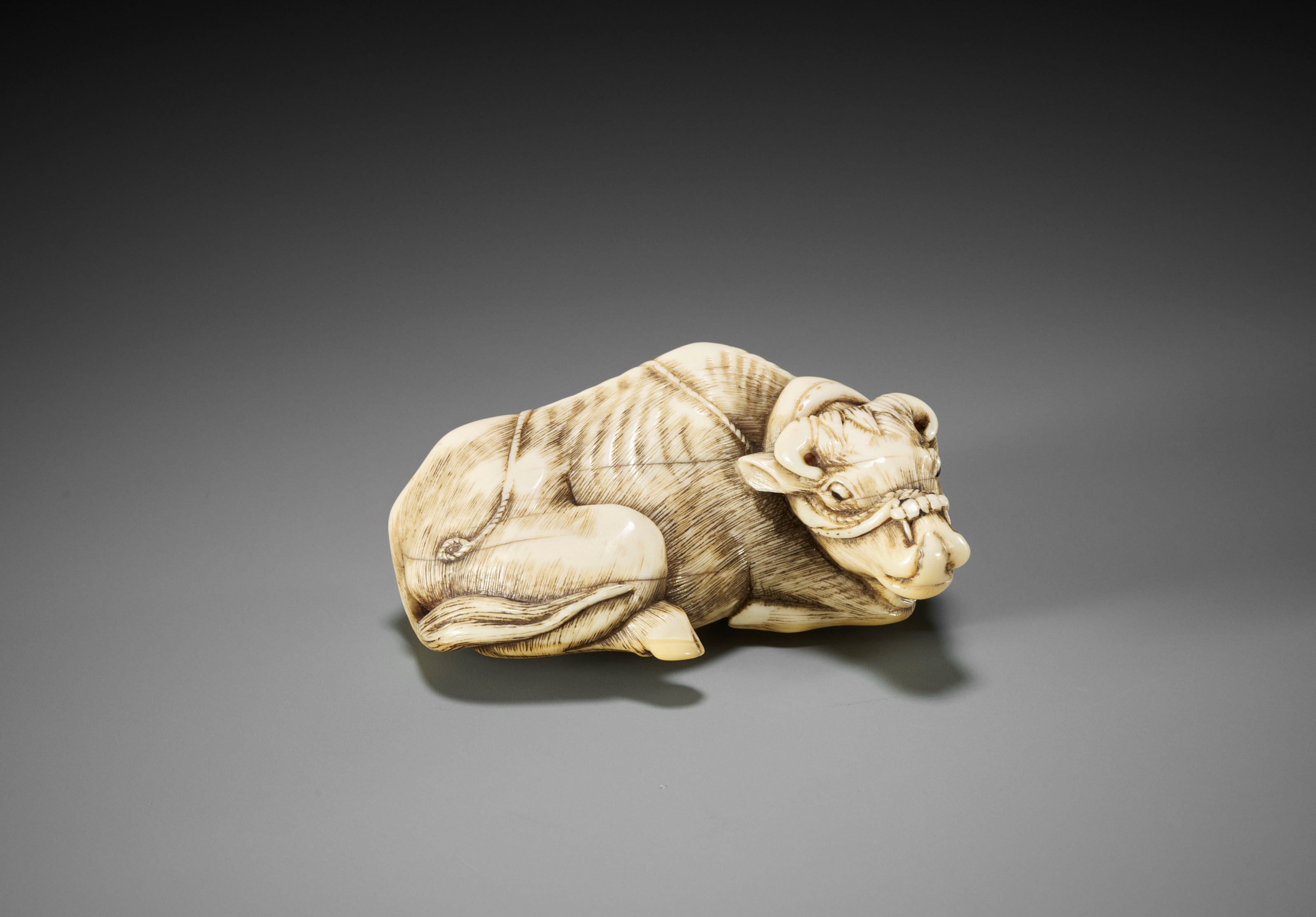 Lot 206 - A POWERFUL IVORY NETSUKE OF A RECUMBENT OX