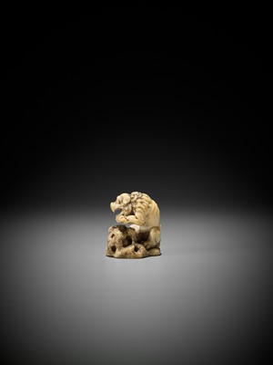 A SUPERB IVORY NETSUKE OF A ROARING SHISHI WITH ROCK AND LOOSE BALL