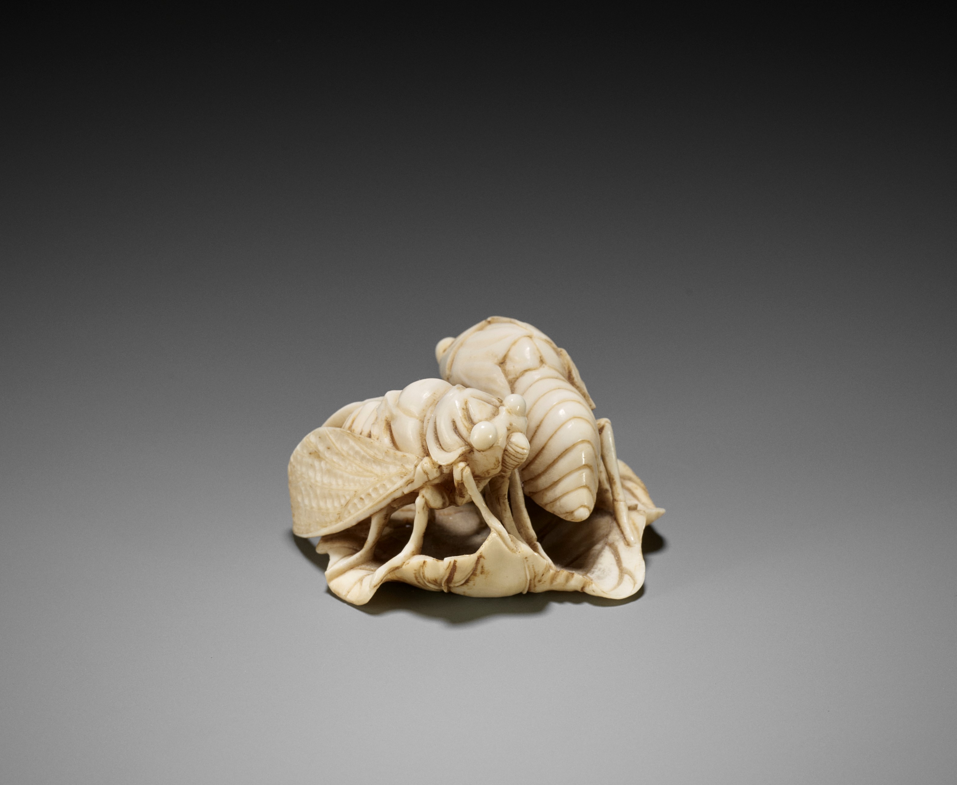 いのしし出品 Lot 1415 - A FINE IVORY NETSUKE OF TWO CICADA