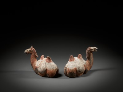 Lot 351 - A RARE PAIR OF BACTRIAN CAMELS, PAINTED GRAY POTTERY, TANG DYNASTY