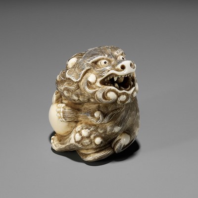 Lot 631 - A POWERFUL IVORY NETSUKE OF A SNARLING SHISHI WITH BALL, ATTRIBUTED TO MITSUHARU