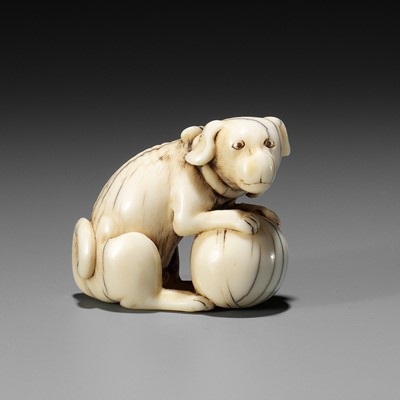 Lot 312 - TOMOTADA: AN IVORY NETSUKE OF A DOG WITH BALL