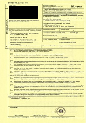 Lot 736 - AN IVORY MANJU NETSUKE WITH FROG ON LOTUS AND PERSIMMONS, 19th CENTURY