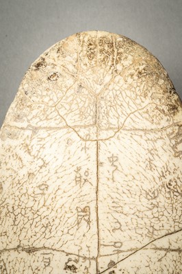 Lot 40 - AN INSCRIBED SHANG DYNASTY ‘ORACLE BONE’ TURTLE PLASTRON, JIAGUWEN