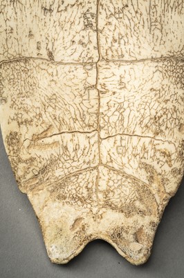 Lot 40 - AN INSCRIBED SHANG DYNASTY ‘ORACLE BONE’ TURTLE PLASTRON, JIAGUWEN