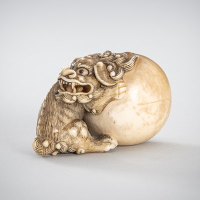 Lot 1562 - A FINE IVORY NETSUKE OF A SHISHI WITH A LARGE BALL