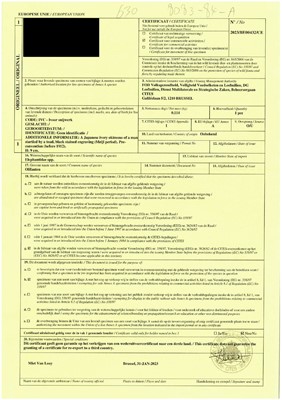 Lot 281 - MUNEKAZU: AN AMUSING IVORY OKIMONO OF A STARTLED SNAKE CHARMER