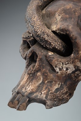 Lot 255 - A LIFESIZE CERAMIC MEMENTO MORI OF A SKULL WITH A SNAKE