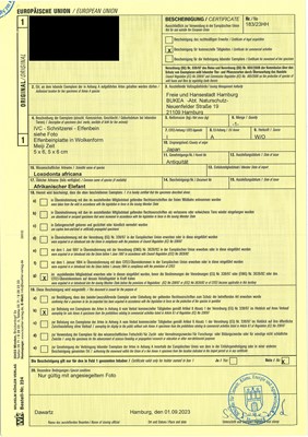 Lot 317 - OSAI: A WOOD OKIMONO OF RAIJIN DISCHARGING A STORM