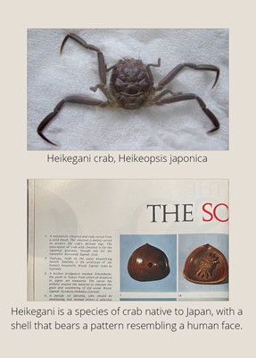 Lot 215 - MORITA SOKO: A FINE NETSUKE OF A SAMURAI CRAB (HEIKEGANI) ON A CHESTNUT