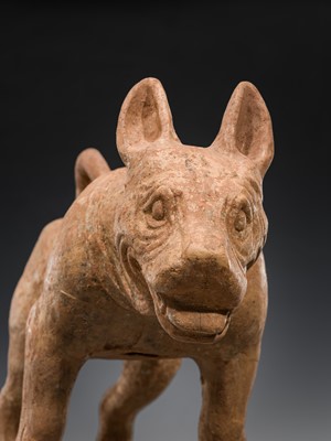 Lot 128 - A VERY LARGE SICHUAN POTTERY MODEL OF A HARNESSED DOG, HAN DYNASTY