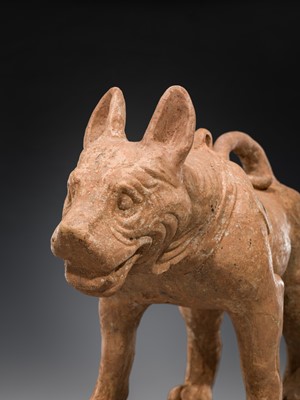 Lot 128 - A VERY LARGE SICHUAN POTTERY MODEL OF A HARNESSED DOG, HAN DYNASTY