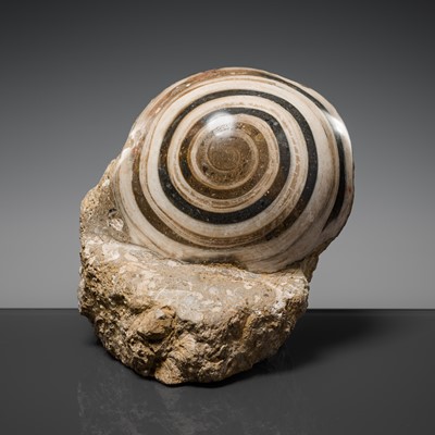 Lot 245 - A FOSSILIZED ‘BUDDHA EYE’ SHELL, HIMALAYAN REGION