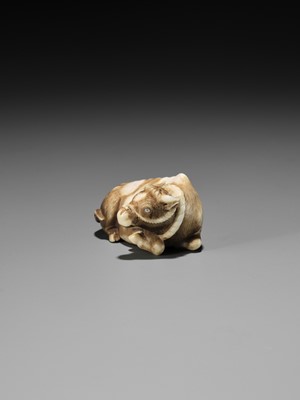 Lot 86 - HAKURYU: A RARE IVORY NETSUKE OF A RECUMBENT OX