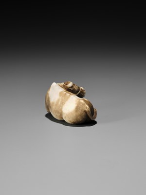 Lot 86 - HAKURYU: A RARE IVORY NETSUKE OF A RECUMBENT OX