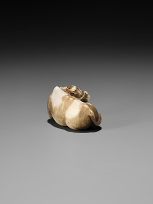 Lot 86 - HAKURYU: A RARE IVORY NETSUKE OF A RECUMBENT OX