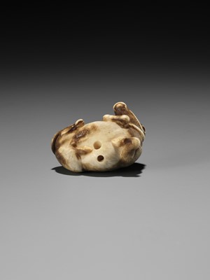 Lot 86 - HAKURYU: A RARE IVORY NETSUKE OF A RECUMBENT OX