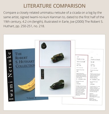 Lot 170 - KANMAN: A FINE UMIMATSU (SEA PINE) NETSUKE OF A CICADA ON A BRANCH