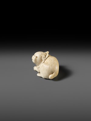 Lot 162 - KAIGYOKUSAI MASATSUGU: A SUPERB IVORY NETSUKE OF A PUPPY