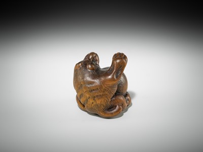 Lot 588 - MINKO: A FINE WOOD NETSUKE OF TANUKI HARA TSUZUMI