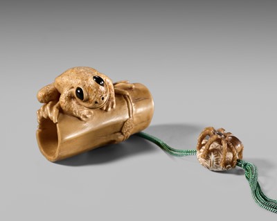 Lot 384 - ALEXANDER DERKACHENKO: A CONTEMPORARY STAINED MAMMOTH TUSK NETSUKE OF A FROG ON BAMBOO, WITH EN SUITE OJIME