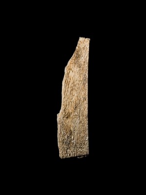 Lot 110 - AN INSCRIBED ORACLE BONE, SHANG DYNASTY
