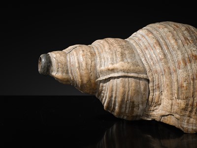 Lot 136 - A LARGE CONCH SHELL TRUMPET, HORAGAI, EDO PERIOD
