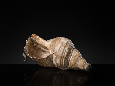 Lot 136 - A LARGE CONCH SHELL TRUMPET, HORAGAI, EDO PERIOD