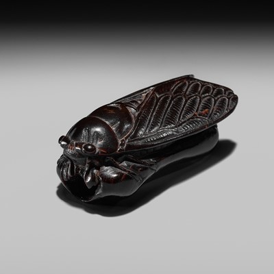 Lot 172 - A LARGE IWAMI SCHOOL UMIMATSU (SEA PINE) NETSUKE OF A CICADA