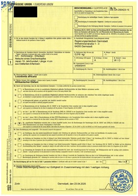 Lot 113 - A VERY RARE CORAL INLAID IVORY NETSUKE OF A SEVERED DRAGON HEAD