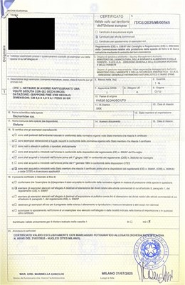 Lot 97 - A SUPERB AND RARE IVORY NETSUKE OF AN INARI FOX WITH TWO TAMA (SACRED JEWELS)