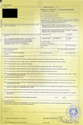 Lot 118 - A CHARMING AND UNUSUAL IVORY NETSUKE OF A HARE