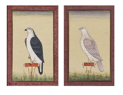 Lot 762 - A PAIR OF INDIAN MINIATURE PAINTINGS OF FALCONS