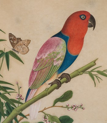 Lot 310 - A FINE PAINTING OF AN ECLECTUS PARROT ON A BAMBOO SHOOT, QIANLONG PERIOD