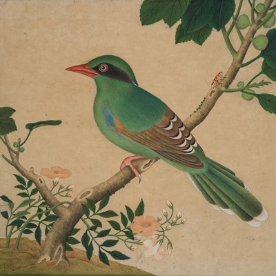 Lot 311 - A FINE STUDY OF A GREEN MAGPIE, CISSA CHINENSIS, QIANLONG PERIOD