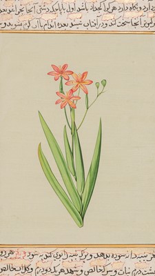 Lot 356 - A FINE MUGHAL MINIATURE PAINTING OF A LEOPARD LILY, 17TH-18THCENTURY