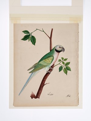 Lot 1233 - A FINE INDIAN MINIATURE COMPANY SCHOOL PAINTING OF A MACAW
