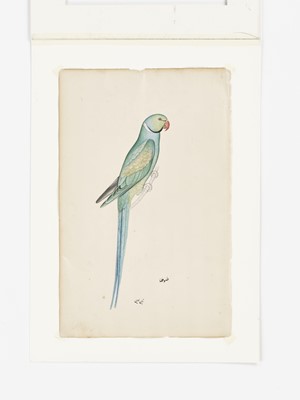 Lot 661 - AN INDIAN COMPANY SCHOOL PAINTING OF A MACAW
