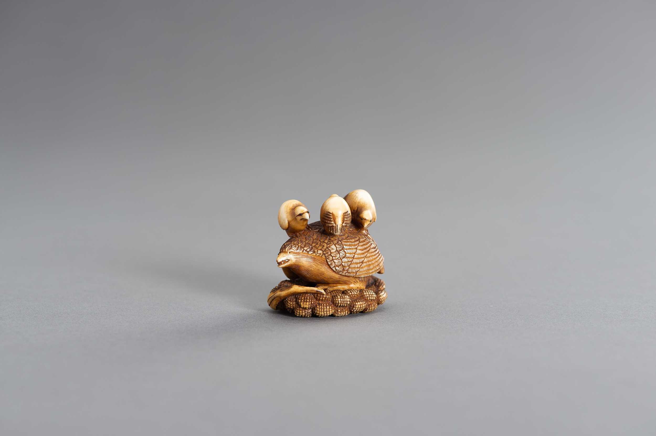 Lot 489 - A RARE OKATOMO SCHOOL IVORY NETSUKE OF A QUAIL ON MILLET WITH YOUNG