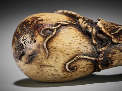Lot 247 - A FINE STAG ANTLER NETSUKE OF A GOURD, STYLE OF KOKUSAI