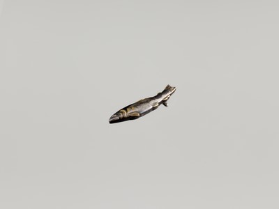 A FINE SILVER-MOUNTED OBIDOME (SASH CLIP) DEPICTING A FISH